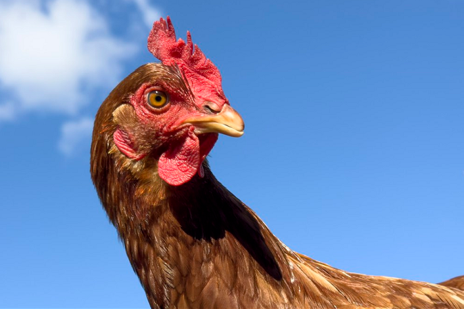 Với những người dùng thông thường, zoom 2x gần như tương tự với khả năng zoom kỹ thuật số thông thường. Công nghệ zoom này sẽ cắt các khu vực xung quanh vật thể, sau đó dùng thuật toán để phóng to phần còn lại của hình ảnh. 