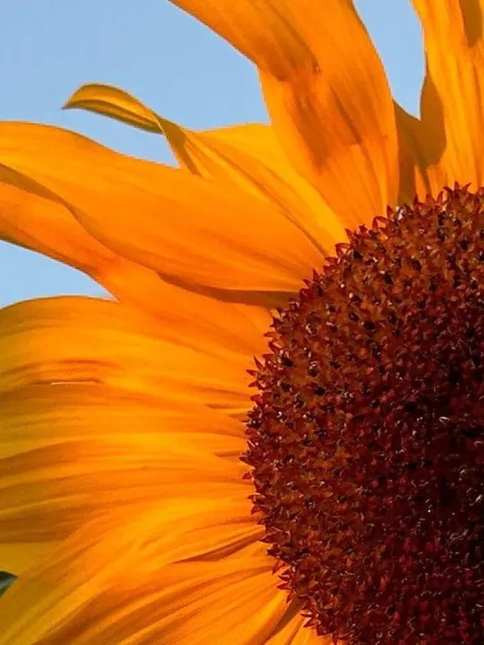 Theo The Verge, zoom 2x là tính năng hữu dụng với những người dùng không chuyên chụp ảnh. Nếu cảm biến 48 MP được xem như tiêu chuẩn chung cho mọi dòng iPhone sau này, rất có thể zoom 2x sẽ trở thành chế độ chụp mặc định mỗi khi chụp chân dung.