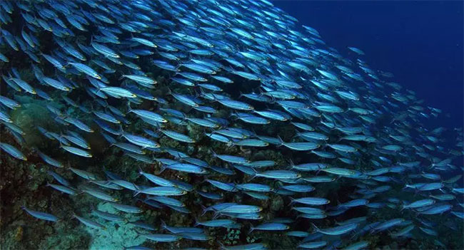 Và khi các nguồn nước cạn kiệt, dĩ nhiên các loài động vật sống dưới nước sẽ chết. Sự biến mất của thực vật sẽ phá vỡ một chuỗi thức ăn quan trọng. Và các loài động vật ăn cỏ mà ta lấy thịt sẽ khó mà sống sót dưới điều kiện thiếu nước này.