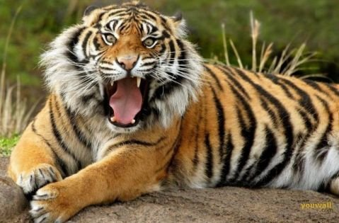 Các loài động vật ăn thịt cũng sẽ biến mất vì không còn thức ăn là động vật ăn cỏ. Một số có thể tồn tại trong một khoảng thời gian đáng kể bằng cách săn bắt lẫn nhau. Nhưng sự tuyệt diệt là điều chắc chắn sẽ xảy ra.