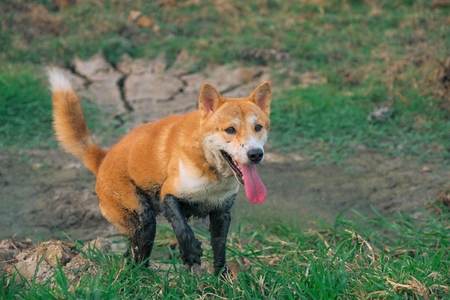Chó Lài là giống chó rất thông minh, nhanh nhạy và có một chút hung dữ. Chúng rất trung thành với chủ nhân của mình. Luôn ra sức bảo vệ chủ khỏi những nguy hiểm rình rập xung quanh.