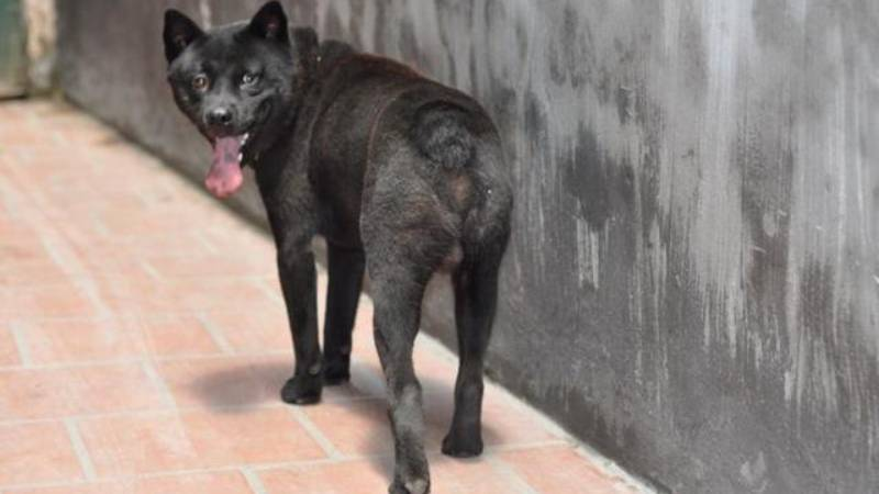  4. Chó H'Mông Cộc là giống chó rất thông minh, xinh đẹp và có nhiều phẩm chất đáng quý của Việt Nam.