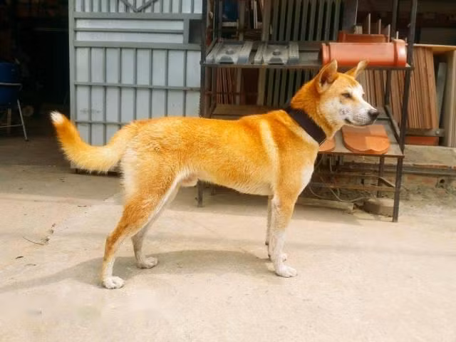 Đối với cuộc sống của người dân tộc Mông, chó lài được nuôi để giúp người nông dân trông coi nhà cửa, chăn gia súc hay đi rừng.