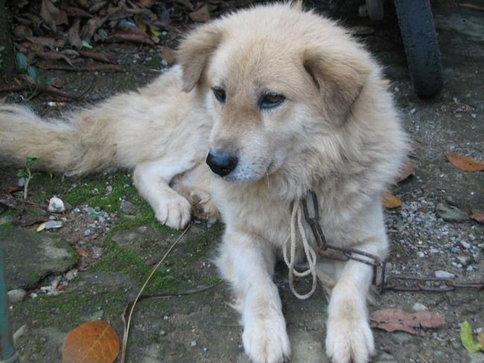 Người dân bản địa nuôi, sử dụng chúng trong những chuyến đi xa, biến chúng trở thành người đồng hành thân thiết, người vệ sĩ bảo vệ an toàn cho mình. Hoặc người trợ thủ đắc lực để đạt được thật nhiều chiến tích trong những chuyến đi săn,… Sự gần gũi ấy đã thuần hóa bản tính hoang dã của giống chó này, biến nó trở thành loài động vật trung thành và thân thiết với những người dân bản địa.