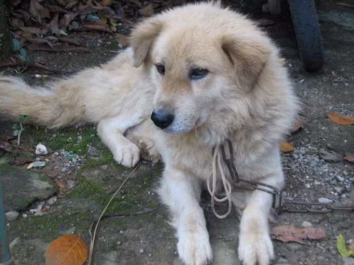 Người dân bản địa nuôi, sử dụng chúng trong những chuyến đi xa, biến chúng trở thành người đồng hành thân thiết, người vệ sĩ bảo vệ an toàn cho mình. Hoặc người trợ thủ đắc lực để đạt được thật nhiều chiến tích trong những chuyến đi săn,… Sự gần gũi ấy đã thuần hóa bản tính hoang dã của giống chó này, biến nó trở thành loài động vật trung thành và thân thiết với những người dân bản địa.