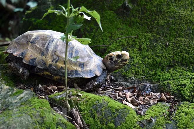 Chúng là một trong số các loài rùa cạn đẹp nhất, với mai và da màu nâu vàng. Loài này được liệt kê trong Sách đỏ động vật Việt Nam, hạng V.