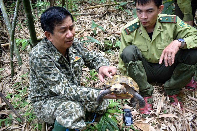 Ban quản lý thực hiện việc đánh giá hiện trạng quần thể, đặc điểm hình thái và tập tính, thức ăn, sinh cảnh sống của hai loài rùa này để tiến tới xây dựng bản đồ phân bố loài.