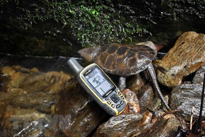 Rùa đầu to có đuôi rất dài (bằng chiều dài thân), đầu (được phủ bởi các mảnh sừng rất cứng) không thụt vào mai được, hàm trên tạo thành móc (chính vì thế nên chúng còn được gọi là rùa mỏ vẹt), xương sọ đặc và dày.