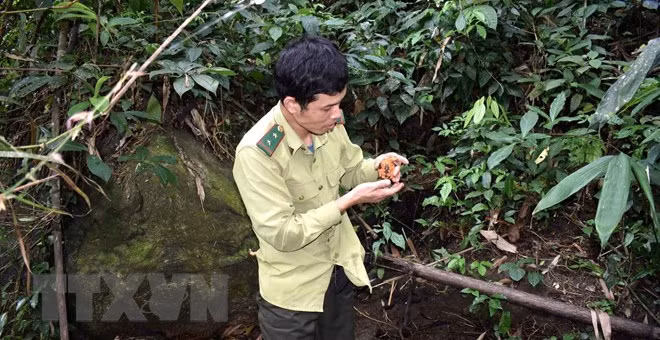 Theo ông Đàm Duy Đông, Phó Giám đốc Ban quản lý Khu bảo tồn thiên nhiên Pù Hu cho biết: Trong quá trình triển khai dự án, Ban quản lý điều tra, giám sát loài rùa đầu to, rùa núi viền ngoài thực địa tại các khu rừng và thu thập thông tin thông qua phỏng vấn người dân, giám sát trên 15 tuyến với chiều dài 100 km trong rừng bảo tồn.