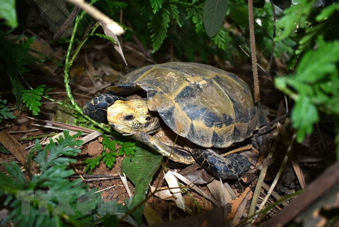Rùa núi viền (Manouria impressa) có chiều dài mai từ 180-206mm, sống ở những khe rãnh, thung lũng ẩm ướt thuộc Khu bảo tồn thiên nhiên Pù Hu, và thức ăn là các loại quả rụng, mầm cỏ, các loại nấm.