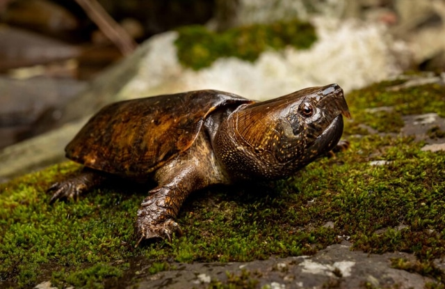 Hiện nay số lượng loài này đang suy giảm nghiêm trọng do rừng nguyên sinh mất dần (ít gặp chúng trong các khu rừng thứ sinh) và đặc biệt là do tình trạng săn bắt quá mức để mua bán trao đổi với nước ngoài.