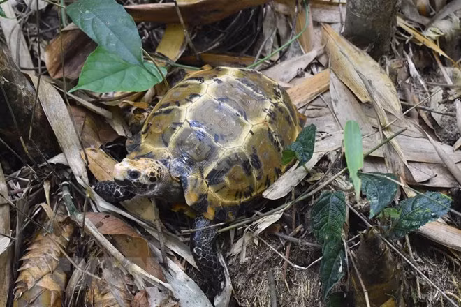 Rùa núi viền là một loài động vật bản địa của các khu vực rừng miền núi tại Đông Nam Á, như ở Myanma, miền nam Trung Quốc, Thái Lan, Lào, Việt Nam, Campuchia và Malaysia.