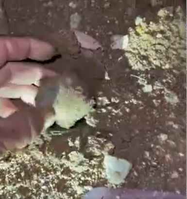 Trong video tiếp theo Matt Betteridge ghi hình vào ngày hôm sau cho thấy anh đã lau sạch bụi bẩn bám lên viên đá, nó lấp lánh rực rỡ dưới ánh nắng mặt trời.