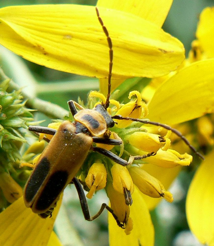 Sau khoảng hai tuần xâm nhập cơ thể bọ, nấm điều khiển vật chủ trèo lên cây, cắn vào hoa trước khi bỏ mạng.