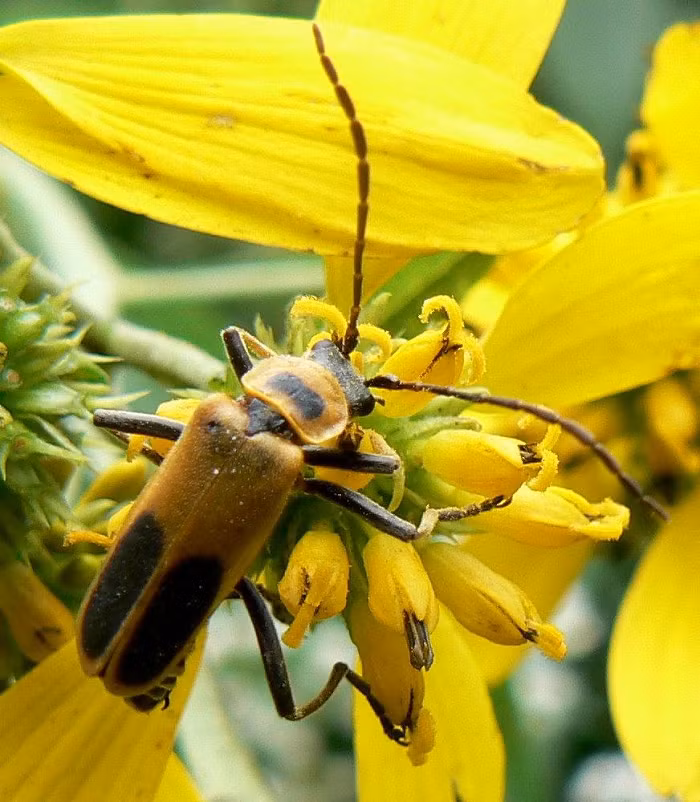 Sau khoảng hai tuần xâm nhập cơ thể bọ, nấm điều khiển vật chủ trèo lên cây, cắn vào hoa trước khi bỏ mạng.