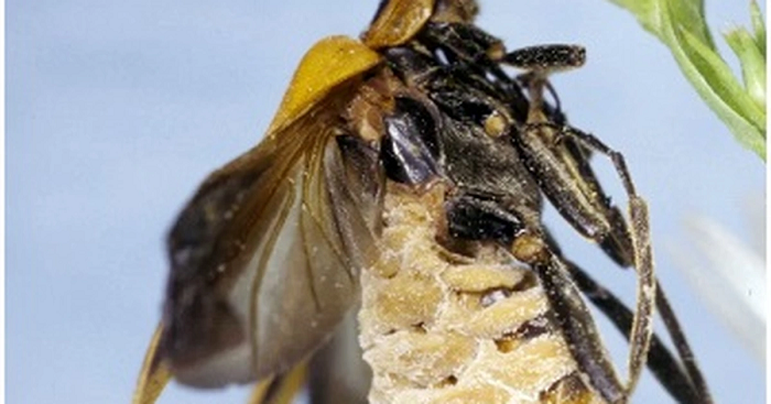 "Trên các bông hoa, tôi nhận thấy nhiều bọ cánh cứng đã chết, với hàm răng cắn chặt treo lủng lẳng trên bông hoa", Steinkraus nói. "Cánh của chúng mở rộng và thân phồng to bởi nấm gây bệnh".