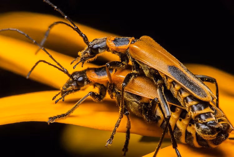 Trong nghiên cứu mới được công bố gần đây của giáo sư khoa sâu bọ học tại Đại học Arkansas, Mỹ, cho biết loại nấm Eryniopsis lampyridarum có khả năng điều khiển bọ cánh cứng ngay cả khi con vật đã chết.