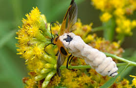 Bọ cánh cứng không có giải pháp để tự vệ trước loài nấm ký sinh, khiến 20% loài này chết mỗi năm vì nhiễm nấm.