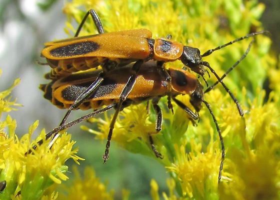 Cụ thể, sau khi bọ leo lên chóp hoa, loài nấm này bắt bọ cái phải xoè cánh và nâng bụng lên. Vấn đề nằm ở chỗ, tư thế này xuất hiện khoảng 15 - 22h sau khi nấm giết chết vật chủ, chứng tỏ rằng nó làm như vậy là có mục đích.