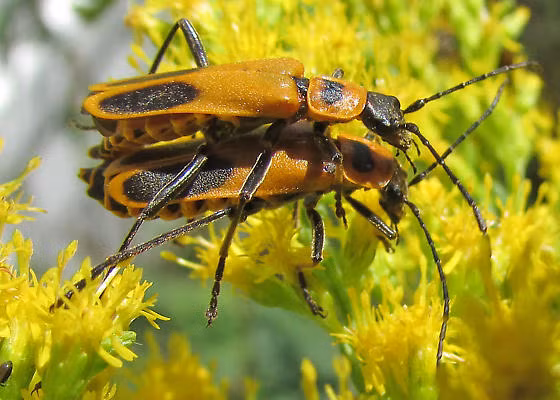 Cụ thể, sau khi bọ leo lên chóp hoa, loài nấm này bắt bọ cái phải xoè cánh và nâng bụng lên. Vấn đề nằm ở chỗ, tư thế này xuất hiện khoảng 15 - 22h sau khi nấm giết chết vật chủ, chứng tỏ rằng nó làm như vậy là có mục đích.
