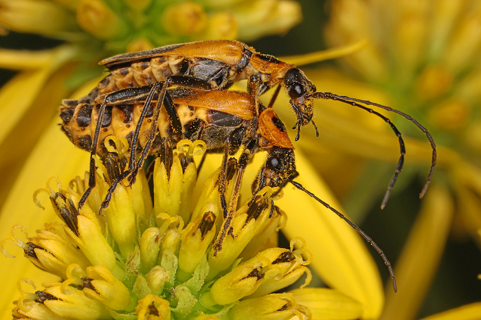 Kết quả nhận được là chúng lập tức nhiễm bào tử nấm, để rồi biến thành "xác sống" mới và tiếp tục lây truyền loại nấm ký sinh tử thần này