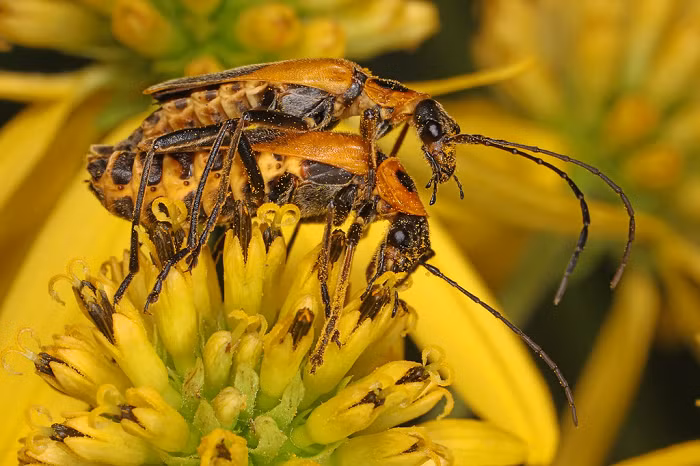 Kết quả nhận được là chúng lập tức nhiễm bào tử nấm, để rồi biến thành "xác sống" mới và tiếp tục lây truyền loại nấm ký sinh tử thần này