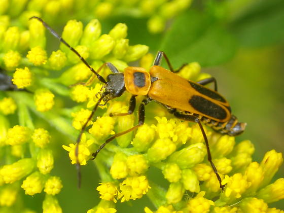Các chuyên gia quan sát trên 400 bọ cái (cả sống lẫn chết). Họ nhận thấy 20% số này nhiễm nấm. Tuy nhiên, rất nhiều xác bọ nhiễm nấm có một tư thế kỳ lạ.