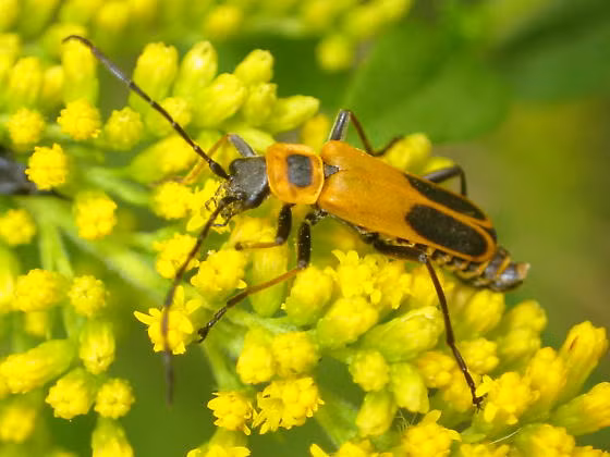 Các chuyên gia quan sát trên 400 bọ cái (cả sống lẫn chết). Họ nhận thấy 20% số này nhiễm nấm. Tuy nhiên, rất nhiều xác bọ nhiễm nấm có một tư thế kỳ lạ.