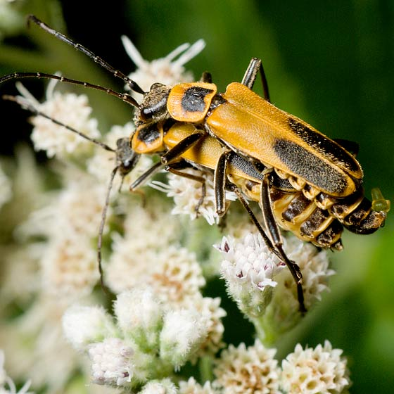 Theo các chuyên gia, lũ nấm kí sinh đã bắt bọ cái phải leo tên tận chóp hoa, vì đó là nơi những cá thể đực khỏe mạnh nhất tìm kiếm thức ăn và cả... bạn đời nữa. Tiếp đó, việc khiến bọ xòe cánh, phình bụng là để cái xác trở nên hấp dẫn hơn, thu hút bọ đực khỏe mạnh đến và quan hệ.