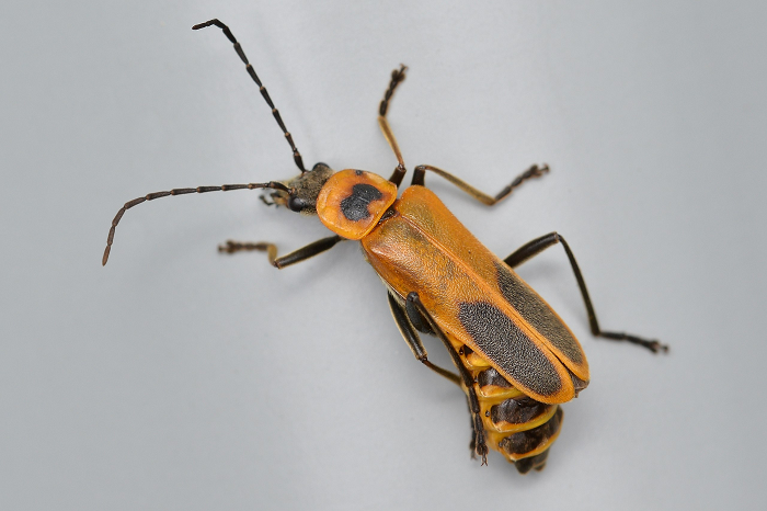 Những con vật này đã bị nhiễm bào tử nấm trong tự nhiên. Nấm nhanh chóng lây lan trên cơ thể bọ cánh cứng trước khi biến chúng thành xác sống để tiếp tục truyền nhiễm.