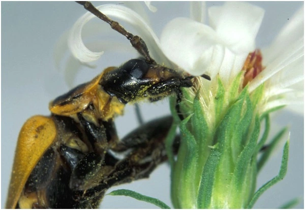 Hàng trăm bọ cánh cứng bản địa ở Bắc Mỹ có tên khoa học Chauliognathus pensylvanicus tụ tập ăn phấn hoa và thực hiện hành vi "đồi bại" trên cánh đồng mà không hề biết nhiều đồng loại của chúng đã bị biến thành "xác sống Zombie".