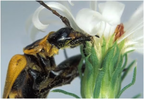 Hàng trăm bọ cánh cứng bản địa ở Bắc Mỹ có tên khoa học Chauliognathus pensylvanicus tụ tập ăn phấn hoa và thực hiện hành vi "đồi bại" trên cánh đồng mà không hề biết nhiều đồng loại của chúng đã bị biến thành "xác sống Zombie".