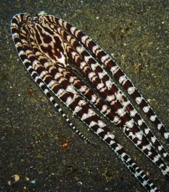 Không chỉ thay đổi về hình dáng bên ngoài, chúng còn có thể bắt chước một cách hoàn hảo cả về thói quen, cách thức di chuyển của đối tượng mà nó đang “giả mạo”.