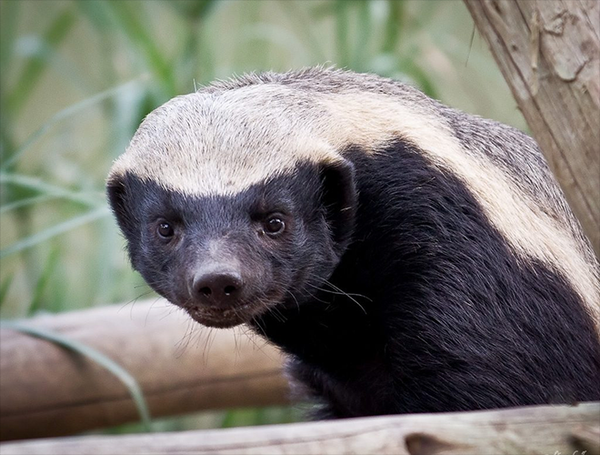 Lửng Mật không hề quan tâm đến đối tượng mà mình sắp sửa tấn công, dù đó là nhím, báo, sư tử hay trâu. Có lẽ tính gan dạ này của Lửng Mật xuất phát từ lớp da dày mà răng của các động vật ăn thịt hay thậm chí là nhiều loại vũ khí cũng khó lòng xuyên thủng.