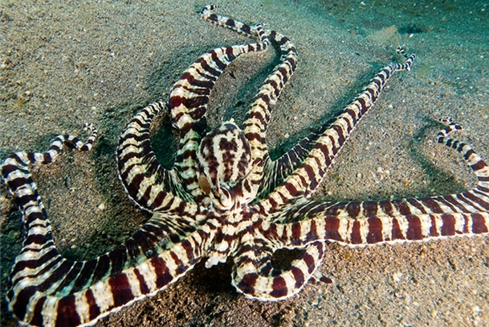  2. Biến hình: Mặc dù tất cả các giống bạch tuộc đều có khả năng thay đổi màu sắc da, thế nhưng loài “bạch tuộc bắt chước” còn có thêm một bước tiến quan trọng nữa.