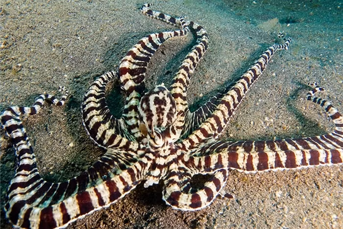  2. Biến hình: Mặc dù tất cả các giống bạch tuộc đều có khả năng thay đổi màu sắc da, thế nhưng loài “bạch tuộc bắt chước” còn có thêm một bước tiến quan trọng nữa.