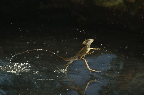 Một con thằn lằng trưởng thành có trọng lượng khoảng 200g. Chúng sẽ sử dụng hai chân sau để đẩy cơ thể lướt trên mặt nước. 