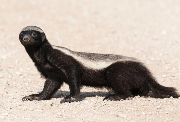 Đặc biệt nhất, chúng có khả năng đề kháng nọc độc. Các nhà làm phim về thế giới động vật đã chứng kiến cảnh lửng mật bị rắn hổ lục và rắn lục phì cắn làm nó lịm đi, tưởng chết. Tuy nhiên, chỉ 2 giờ sau, nó đã tỉnh dậy và... khỏe mạnh bình thường.