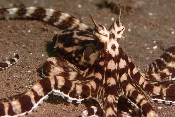 Đó là chúng có thể biến đổi hoàn toàn cơ thể cũng như vẻ ngoài của mình để trở thành một loài động vật khác.