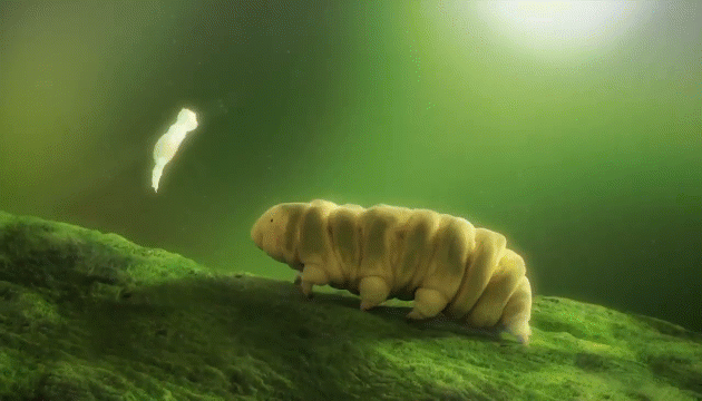 Cũng trong các nghiên cứu trước, các nhà khoa học đã ghi nhận các cá thể Tardigrades bị đóng băng 30 năm vẫn sống lại khỏe mạnh sau khi được rã đông.