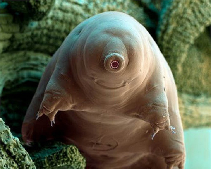 Bí ẩn nằm trong các giai đoạn chúng bị đóng băng: Thời gian của chúng ngừng trôi, theo nghĩa đen. Các tác giả xác định một quá trình ngủ đông cực đoan gọi là cryobiosis, trong đó các con Tardigrades đã ngừng hoàn toàn đồng hồ sinh học của chúng.