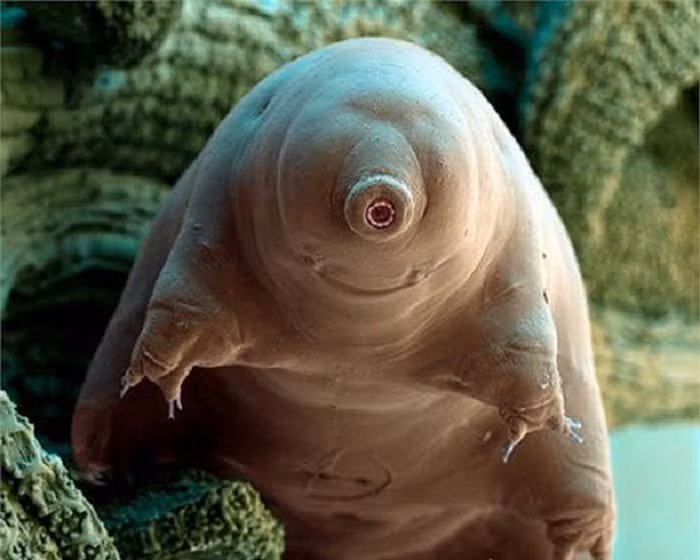 Bí ẩn nằm trong các giai đoạn chúng bị đóng băng: Thời gian của chúng ngừng trôi, theo nghĩa đen. Các tác giả xác định một quá trình ngủ đông cực đoan gọi là cryobiosis, trong đó các con Tardigrades đã ngừng hoàn toàn đồng hồ sinh học của chúng.