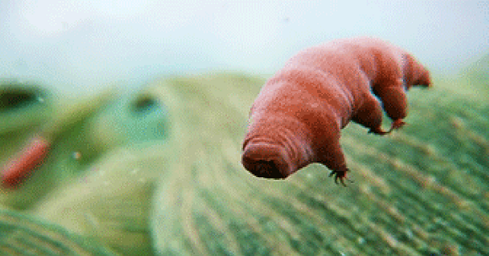 Kết quả hết sức bất ngờ: Những con Tardigrades thuộc nhóm thứ nhất, gồm 716 con, có tuổi thọ trung bình cao hơn gấp đôi so với những con sống trong điều kiện bình thường.