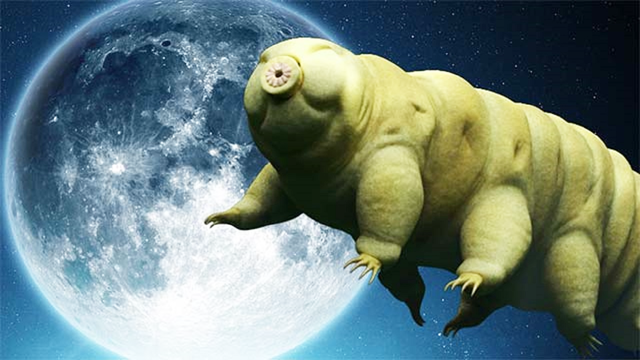 Tardigrada là một sinh vật có 8 chân, kích thước trung khoảng 0,5 mm nên chỉ nhìn được dưới kính hiển vi. Giới khoa học nhận định rằng một loại protein chỉ có trong cơ thể của gấu nước, có tên là Dsup (protein ức chế tổn thương), đã giúp bảo vệ cơ thể chúng không bị tổn hại trong môi trường khắc nghiệt.