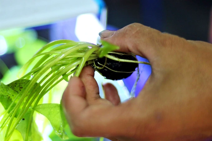 Ky su “dien” cat bang ve que trong sung, bo tui 30 trieu moi thang-Hinh-4