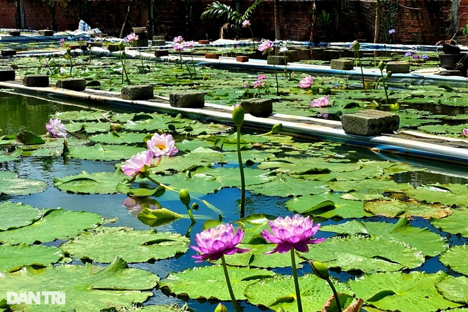 Ky su “dien” cat bang ve que trong sung, bo tui 30 trieu moi thang-Hinh-2