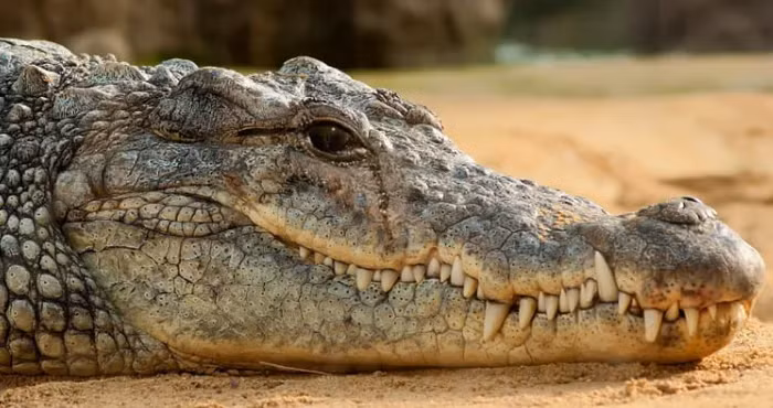 Tai sao ca sau lai roi nuoc mat?-Hinh-2