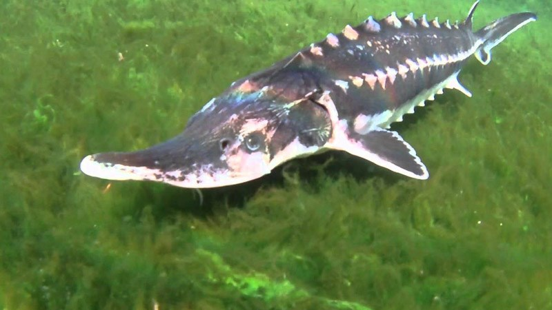 Vào năm 1324, Vua Edward II của Anh đã tuyên bố cá tầm là loài cá hoàng gia. Về mặt lý thuyết, hoàng gia Anh vẫn sở hữu tất cả cá tầm, cá voi và cá heo sống ở vùng biển xung quanh nước Anh và xứ Wales. Bất kỳ con cá tầm nào bị bắt trong vương quốc này vẫn là tài sản riêng của vua hoặc hoàng hậu.