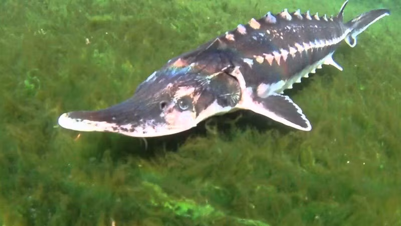 Vào năm 1324, Vua Edward II của Anh đã tuyên bố cá tầm là loài cá hoàng gia. Về mặt lý thuyết, hoàng gia Anh vẫn sở hữu tất cả cá tầm, cá voi và cá heo sống ở vùng biển xung quanh nước Anh và xứ Wales. Bất kỳ con cá tầm nào bị bắt trong vương quốc này vẫn là tài sản riêng của vua hoặc hoàng hậu.