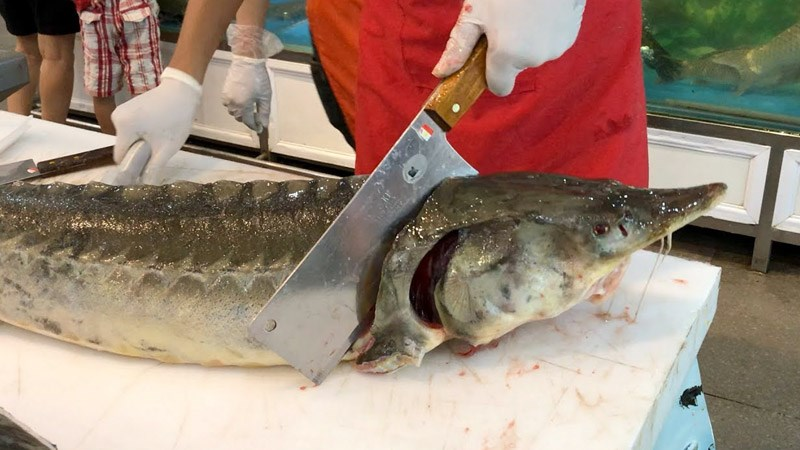 Một số ít loài khác lại sống hoàn toàn trong vùng nước ngọt (sông Delaware, Rhein, Garonne, Elbe, Volga, Danube và hồ Ladoga). Người ta thường tìm thấy cá tầm ở vùng đáy của các con sông và biển, vì loài này ưa lạnh, ngoài ra phải là nguồn nước sạch tự nhiên, có lượng oxi hòa tan cao thì chúng mới có thể sinh trưởng và phát triển tốt được.